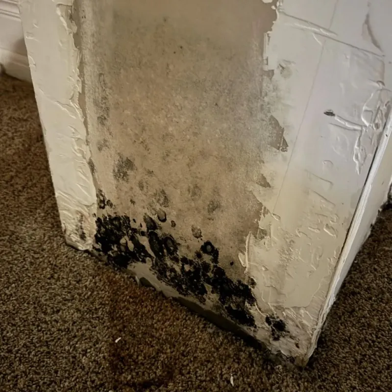 Professional Mold Removal in Bethel Heights, AR